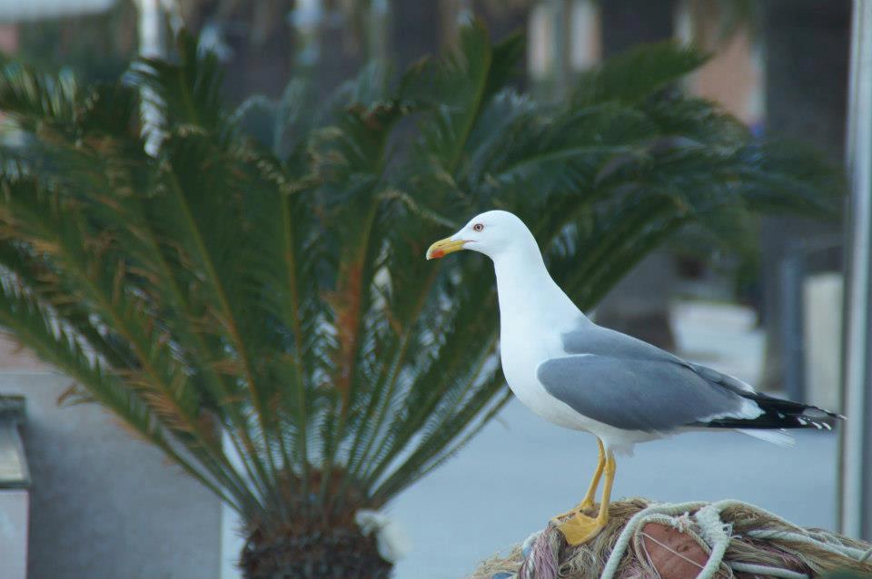 Albergo Fiorenza & Banksia Meuble Alassio Buitenkant foto